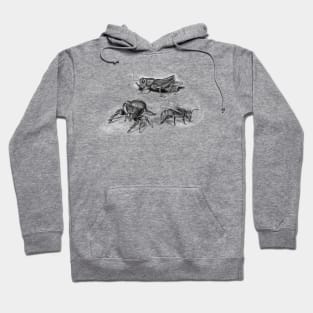 insects illustration, bee, spider and grasshopper Hoodie